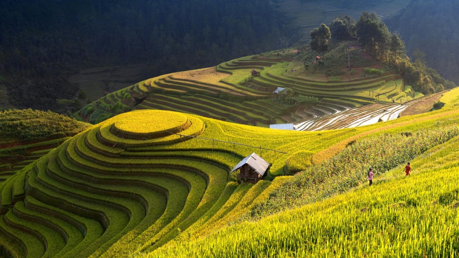 Mu Cang Chai, Sapa